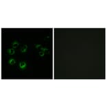 Immunofluorescence - Anti-GPR42 Antibody (G810) - Antibodies.com