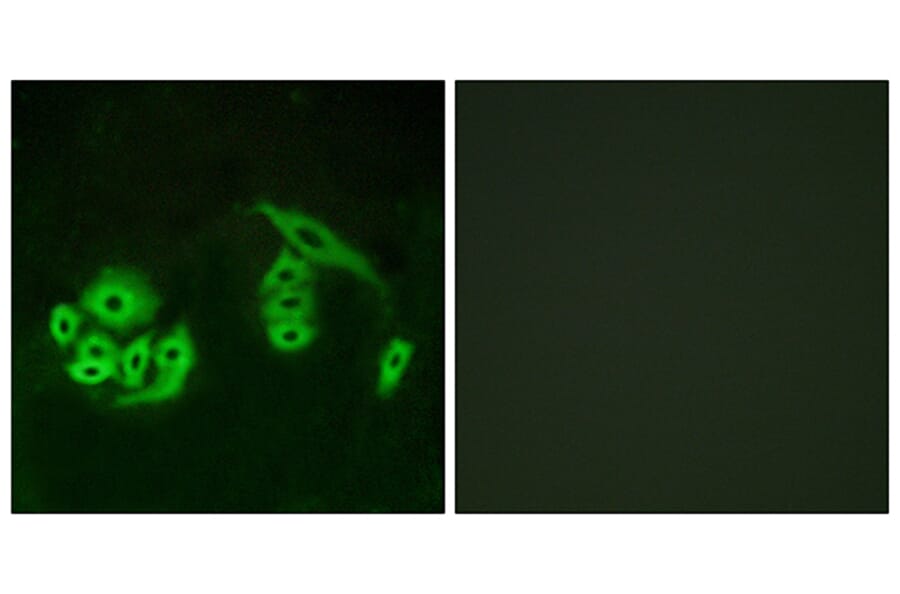 Immunofluorescence - Anti-GPR12 Antibody (G323) - Antibodies.com