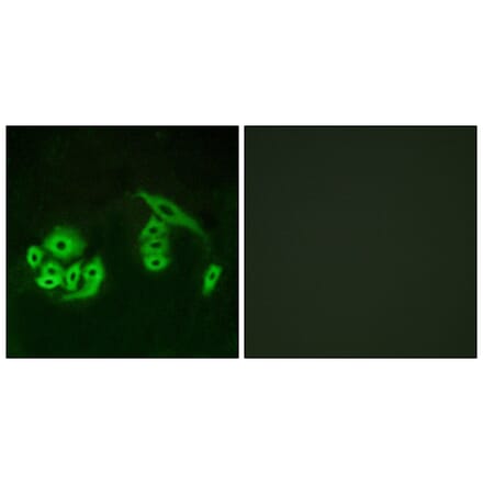 Immunofluorescence - Anti-GPR12 Antibody (G323) - Antibodies.com