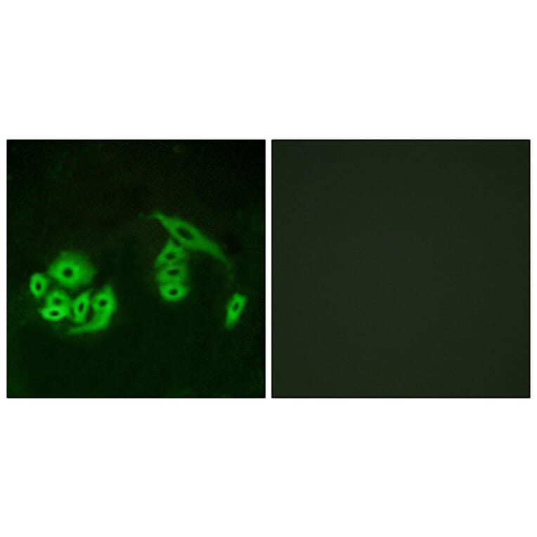 Immunofluorescence - Anti-GPR12 Antibody (G323) - Antibodies.com