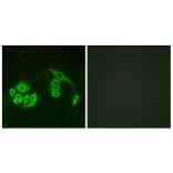 Immunofluorescence - Anti-GPR12 Antibody (G323) - Antibodies.com