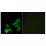 Immunofluorescence - Anti-GPBAR Antibody (G317) - Antibodies.com