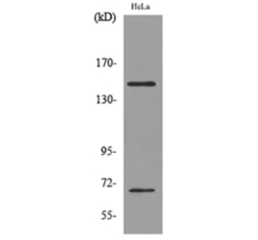 Western Blot - Anti-GP1BA Antibody (C30352) - Antibodies.com
