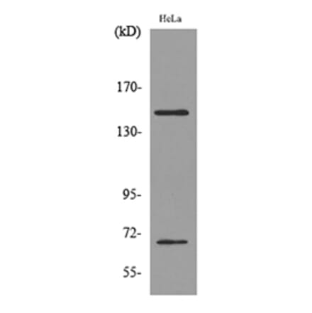 Western Blot - Anti-GP1BA Antibody (C30352) - Antibodies.com