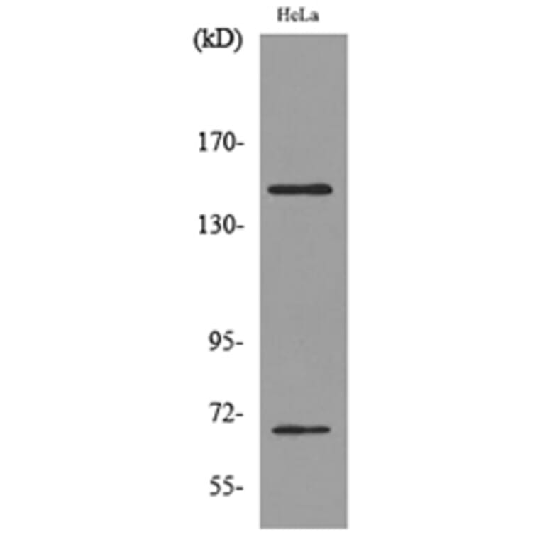 Western Blot - Anti-GP1BA Antibody (C30352) - Antibodies.com