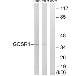 Western Blot - Anti-GOSR1 Antibody (C15941) - Antibodies.com