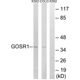 Western Blot - Anti-GOSR1 Antibody (C15941) - Antibodies.com
