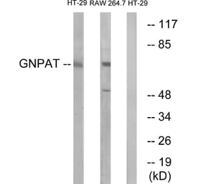 Western Blot - Anti-GNPAT Antibody (C15358) - Antibodies.com