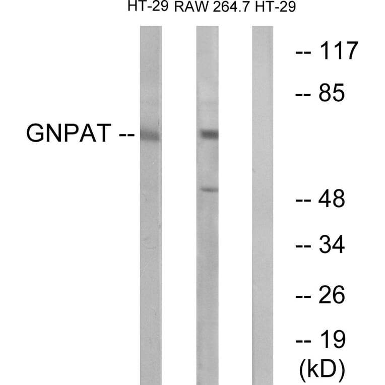 Western Blot - Anti-GNPAT Antibody (C15358) - Antibodies.com