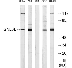 Western Blot - Anti-GNL3L Antibody (C16072) - Antibodies.com
