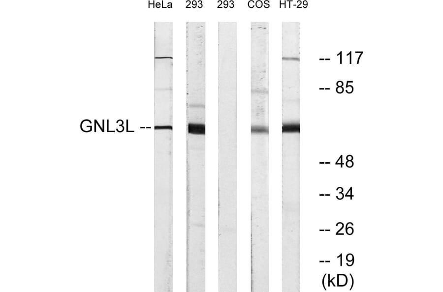 Western Blot - Anti-GNL3L Antibody (C16072) - Antibodies.com