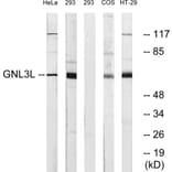 Western Blot - Anti-GNL3L Antibody (C16072) - Antibodies.com