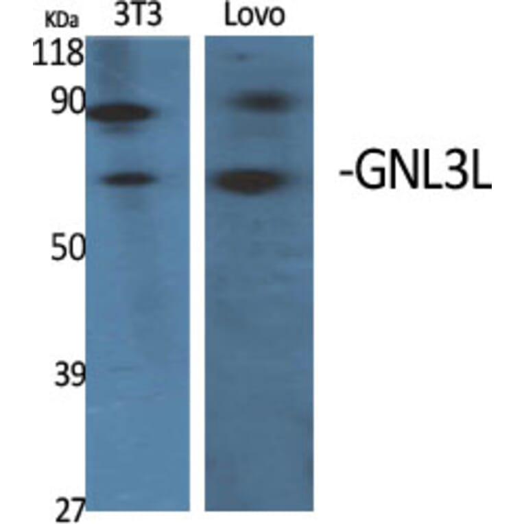 Western Blot - Anti-GNL3L Antibody (C16072) - Antibodies.com