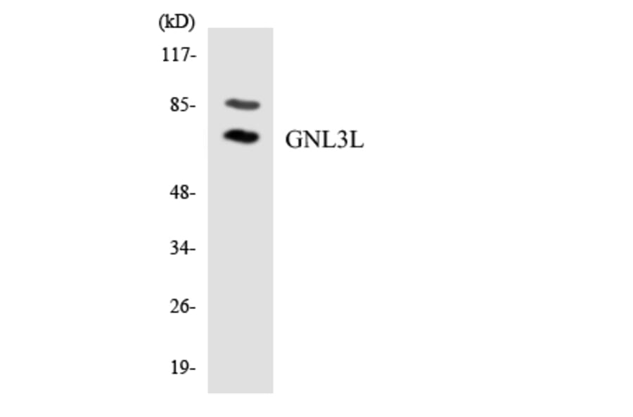 Western Blot - Anti-GNL3L Antibody (R12-2819) - Antibodies.com
