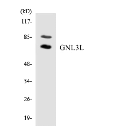 Western Blot - Anti-GNL3L Antibody (R12-2819) - Antibodies.com