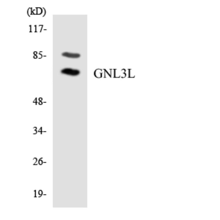 Western Blot - Anti-GNL3L Antibody (R12-2819) - Antibodies.com