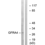 Western Blot - Anti-GFRA4 Antibody (C15896) - Antibodies.com