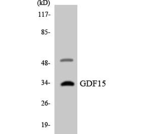 Western Blot - Anti-GDF15 Antibody (R12-2806) - Antibodies.com