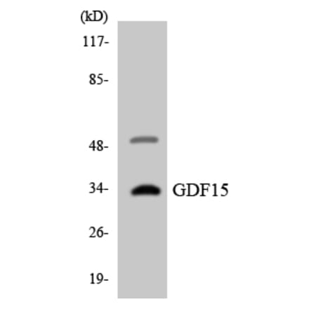 Western Blot - Anti-GDF15 Antibody (R12-2806) - Antibodies.com