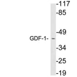 Western Blot - Anti-GDF-1 Antibody (R12-2160) - Antibodies.com