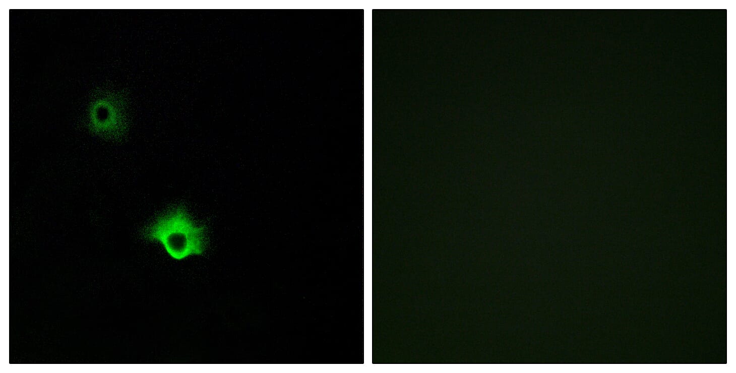 Immunofluorescence analysis of A549 cells using Anti-GALR3 Antibody. The right hand panel represents a negative control, where the antibody was pre-incubated with the immunising peptide.