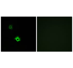 Immunofluorescence - Anti-GALR3 Antibody (G269) - Antibodies.com