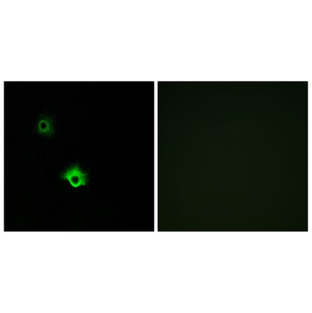 Immunofluorescence - Anti-GALR3 Antibody (G269) - Antibodies.com