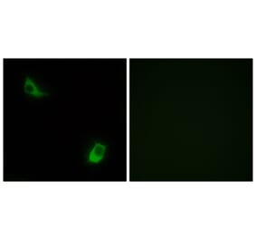 Immunofluorescence - Anti-FPRL2 Antibody (G104) - Antibodies.com