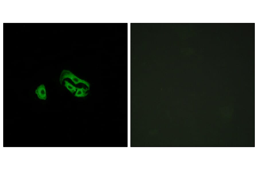 Immunofluorescence - Anti-FPRL2 Antibody (G252) - Antibodies.com
