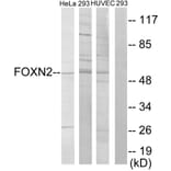 Western Blot - Anti-FOXN2 Antibody (C10537) - Antibodies.com