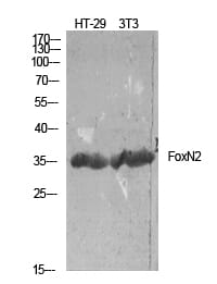 Western blot analysis of HT 29/NIH 3T3 using Anti-FOXN2 Antibody.