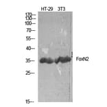 Western Blot - Anti-FOXN2 Antibody (C10537) - Antibodies.com