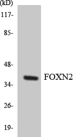 Western blot analysis of the lysates from K562 cells using Anti-FOXN2 Antibody.