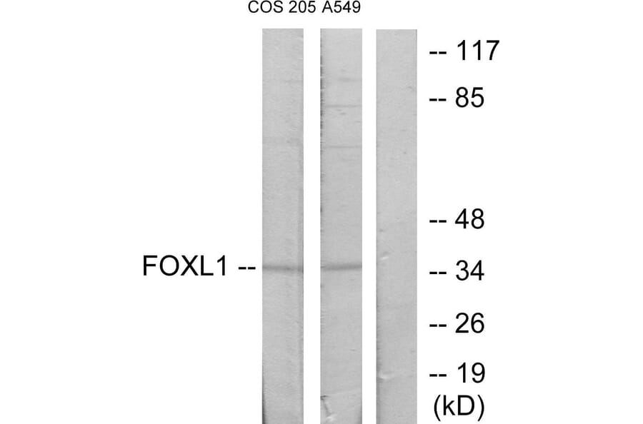 Western Blot - Anti-FOXL1 Antibody (C10939) - Antibodies.com