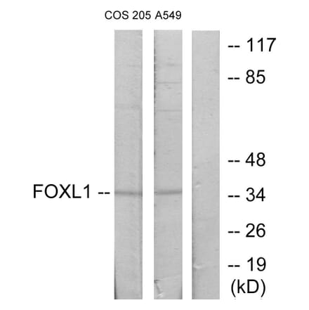 Western Blot - Anti-FOXL1 Antibody (C10939) - Antibodies.com