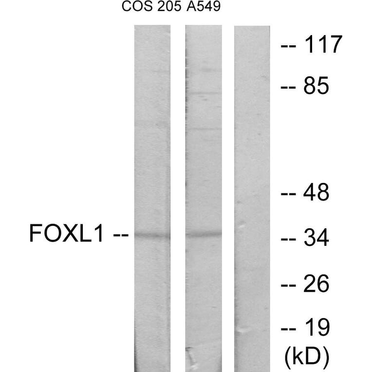 Western Blot - Anti-FOXL1 Antibody (C10939) - Antibodies.com