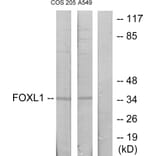 Western Blot - Anti-FOXL1 Antibody (C10939) - Antibodies.com