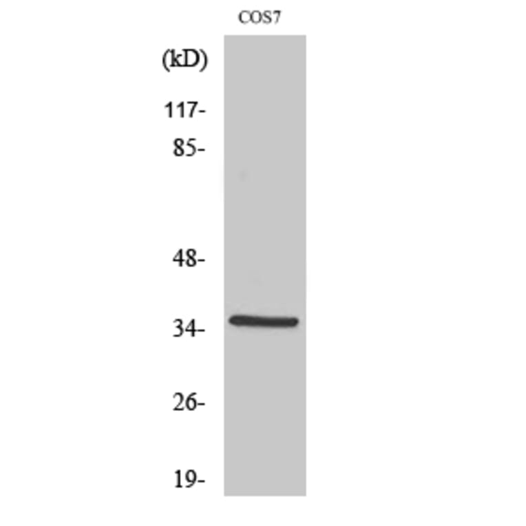 Western Blot - Anti-FOXL1 Antibody (C10939) - Antibodies.com