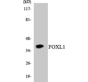 Western Blot - Anti-FOXL1 Antibody (R12-2776) - Antibodies.com