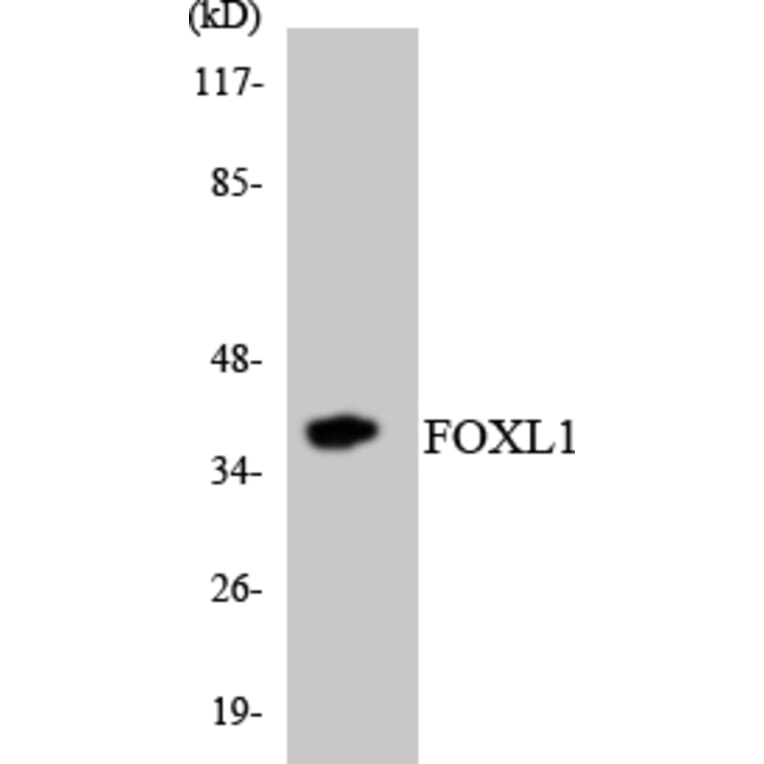Western Blot - Anti-FOXL1 Antibody (R12-2776) - Antibodies.com