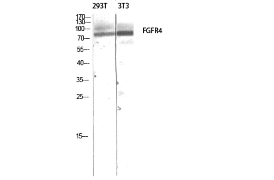 Western Blot - Anti-FGFR4 Antibody (C30523) - Antibodies.com