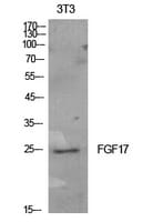 Western blot analysis of extracts from NIH 3T3 cells using Anti-FGF17 Antibody.