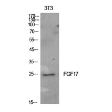 Western Blot - Anti-FGF17 Antibody (C30102) - Antibodies.com