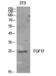 Western blot analysis of NIH 3T3 cells using Anti-FGF17 Antibody.