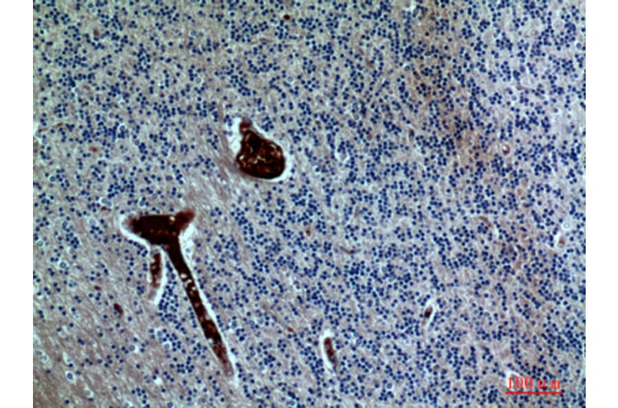 Immunohistochemistry - Anti-FGF17 Antibody (C30102) - Antibodies.com