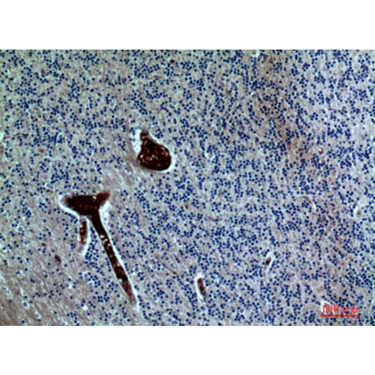 Immunohistochemistry - Anti-FGF17 Antibody (C30102) - Antibodies.com