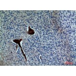 Immunohistochemistry - Anti-FGF17 Antibody (C30102) - Antibodies.com