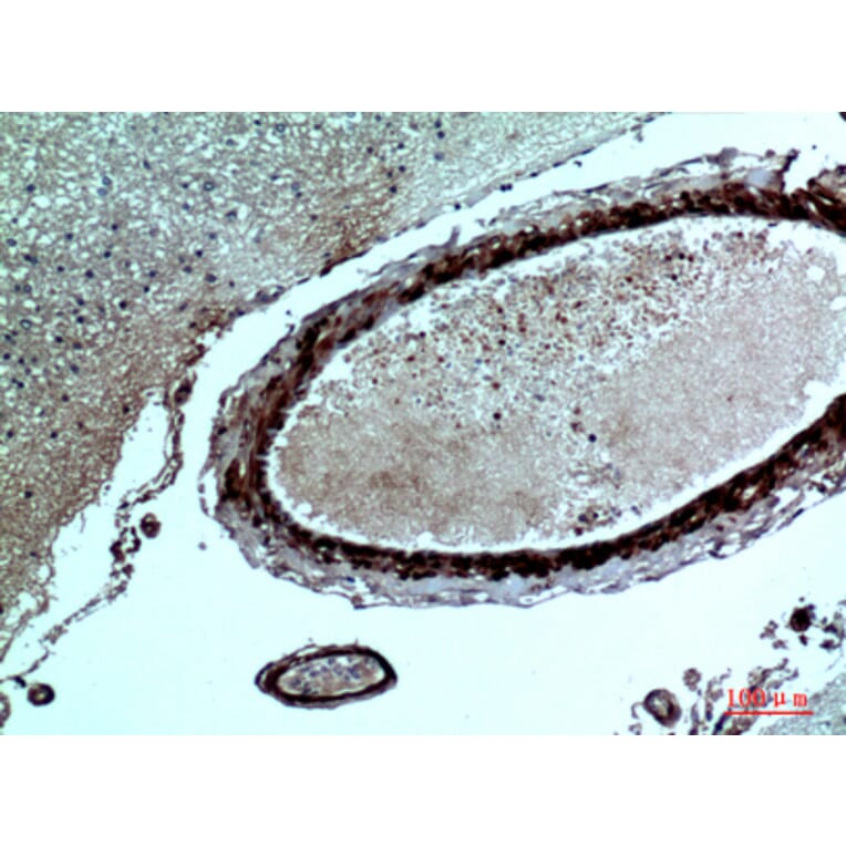 Immunohistochemistry - Anti-FGF17 Antibody (C30102) - Antibodies.com