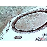 Immunohistochemistry - Anti-FGF17 Antibody (C30102) - Antibodies.com