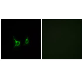 Immunofluorescence - Anti-FFAR2 Antibody (G249) - Antibodies.com